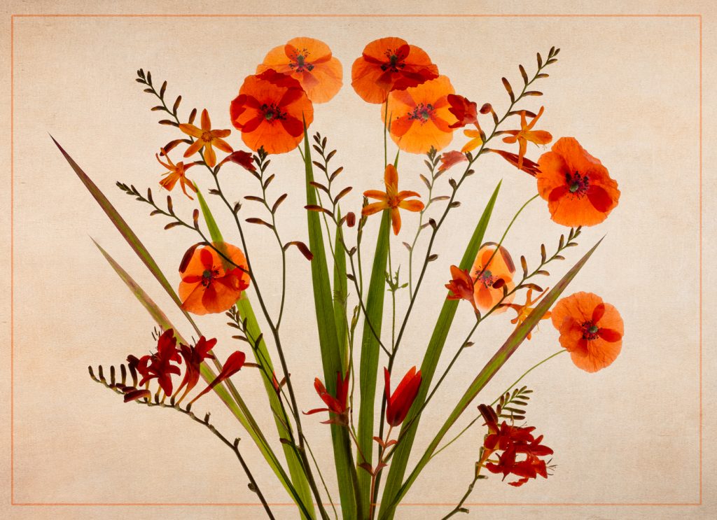 Poppies And Crocosmia - Alana Starkweather